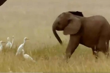 கிரிக்கெட் வீரர் ஜடேஜாவையே மிஞ்சிய குட்டி யானை! செய்த குறும்புத்தனத்தை பாருங்க