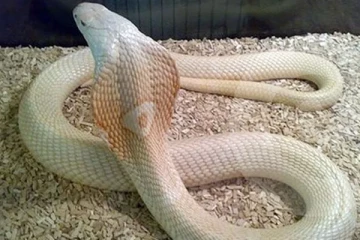 கனவில் வெள்ளை பாம்பு வருவது நல்லதா? கெட்டதா? அலட்சியம் வேண்டாம்!