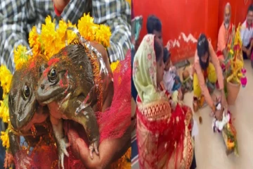 மேள தாளங்களுடன் தவளைகளுக்கு நடந்த திருமணம்! வைரலாகும் காணொளி