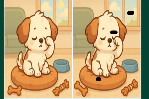 இந்த ஒரே மாதிரியான இரண்டு படங்களிலும் 3 வித்தியாசங்களை கண்டுபிடிக்க முடியுதா? | Visual Test Spot The 3 Differences In The Dog இந்த ஒரே மாதிரியான இரண்டு படங்களிலும் 3 வித்தியாசங்களை கண்டுபிடிக்க முடியுதா? | Visual Test Spot The 3 Differences In The Dog