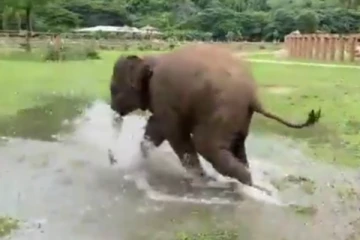 உருண்டு, புரண்டு நீரில் தெறிக்க விட்ட யானை.... மில்லியன் இதயங்களை ரசிக்க வைத்த காட்சி