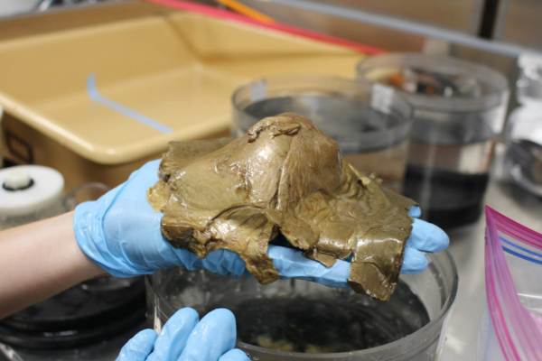 அமெரிக்காவில் கண்டெடுக்கப்பட்ட விசித்திர தங்க உருண்டை | Golden Sphere Discovered Deep Under Alaska Sea