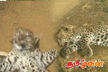 ஹட்டனில் உயிரிழந்த நிலையில் சிறுத்தையின் சடலம் மீட்பு