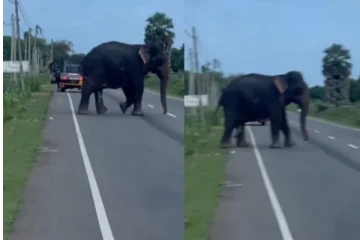 மன்னார்-மதவாச்சி பிரதான வீதியால் பயணிப்போர் அவதானம்!