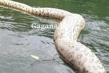 ලොව විශාලතම සර්පයා වන 'ඇනා ජූලියා' ට වෙඩි තියලා.. (PHOTOS)