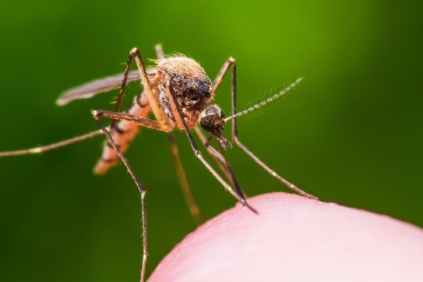 இலங்கையில் கண்டுபிடிக்கப்பட்ட அரியவகை நுளம்பினம் | Mosquitoes