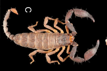 8 கண்கள், 8 கால்கள் கொண்ட அரிய தேள் இனம் கண்டுபிடிப்பு