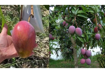ஒரு கிலோ மாம்பழம் ரூ.2.70 லட்சமா? 2 மரத்தை பாதுகாக்க 4 காவலாளி மற்றும் 6 நாய்கள்