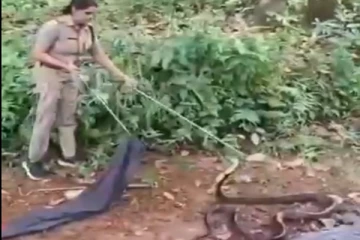 Viral Video: படமெடுத்த நின்ற ராஜநாகத்தை அசால்டாக பிடித்த பெண் அதிகாரி