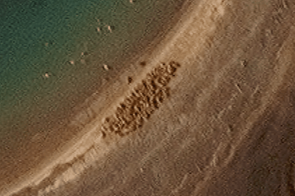 ஆர்க்டிக் தீவில் பிரம்மாண்ட வால்ரஸ் கூட்டம்: வெளியான செயற்கைக்கோள் புகைப்படம்! | Satellite Image Reveal Walrus Gathering On Arctic