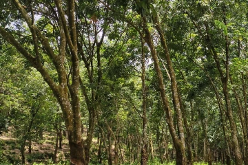 රබර් පාලන පනත සංශෝධනය කෙරේ...