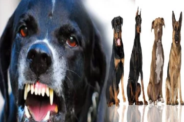 உலகின் மிகவும் ஆபத்தான நாய் இனங்கள்... இவற்றை சீண்டினால் ஆபத்து தாறுமாறா இருக்கும்!