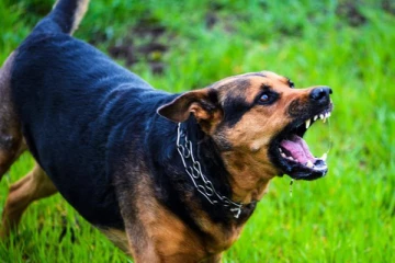 7 வயது மாணவனின் பிறப்புறுப்பை கடித்த வளர்ப்பு நாய் ; இறுதியில் நேர்ந்த துயரம்