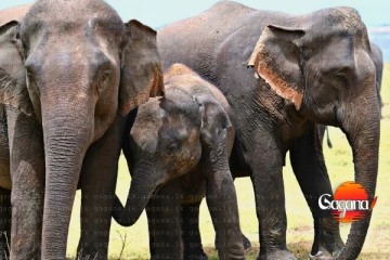 මොන අපරාධයක්ද පැය 24ට අලි මරණ 6ක්