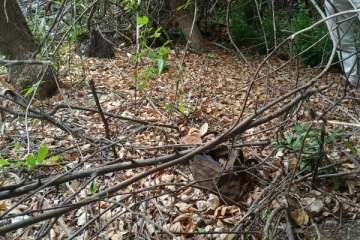 சண்டிலிப்பாயில் வெடிபொருட்கள் கண்டுபிடிப்பு (Photos)