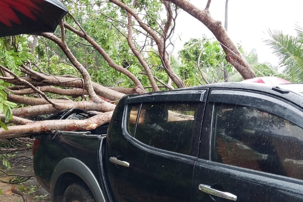 யாழில் தவிசாளரின் வாகனத்தின் மீது விழுந்த மரம்; தெய்வாதீமனாக தப்பிய உயிர்கள் | Tree Fell Pradeshiya Sabha Vehicle Jaffna