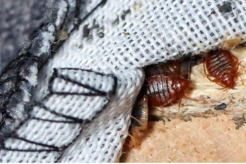 காதல் நகரத்தை உலுக்கும் மூட்டைப்பூச்சி; அல்லோலப்படும் மக்கள் - என்ன காரணம்?