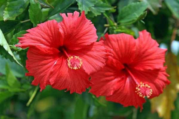 கொத்த கொட்டும் முடி கரு கருவென 5 மடங்கு அடர்த்தியாக வளரனுமா?  இந்த ஒரே ஒரு  எண்ணெய் போதும்! | Hair Loss Treatment Oil