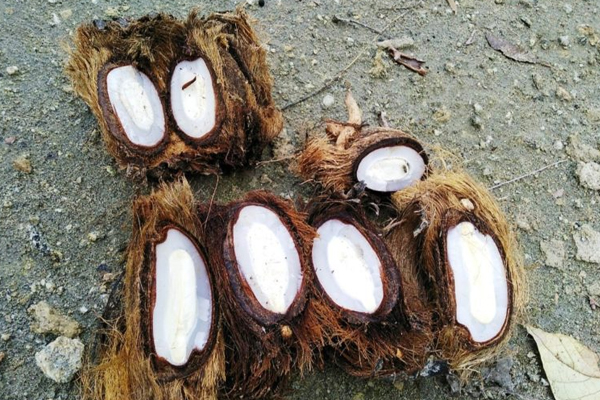 பல மருத்துவ குணங்கள் நிறைந்த ஏழைகளின் தோழன்! | Single Fruit With Many Medicinal Properties