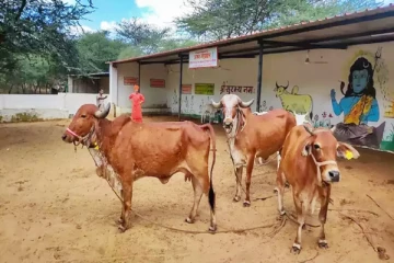 பசுவை கொலை செய்பவர்கள் நரகத்திற்கு தான் செல்வார்கள் - நீதிபதிகள் பரபரப்பு கருத்து