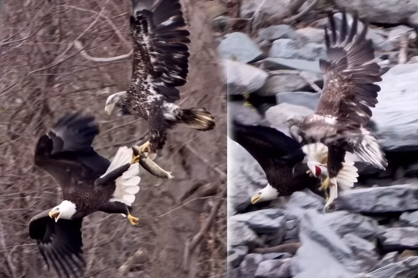 Viral Video: மீனுடன் வானில் பறந்த கழுகு... சில நொடிகளில் நடந்த பரிதாபம் | Young Bald Eagle Steals A Fish From An Adult Viral Video: மீனுடன் வானில் பறந்த கழுகு... சில நொடிகளில் நடந்த பரிதாபம் | Young Bald Eagle Steals A Fish From An Adult