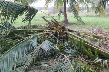 கிளிநொச்சியில் தொடரும் காட்டு யானைகளின் அட்டகாசம்(Video)