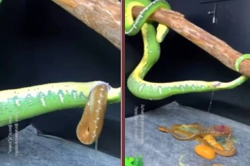 குட்டி ஈனும் பாம்பு... மெய்சிலிர்க்க வைக்கும் வைரல் காட்சி!