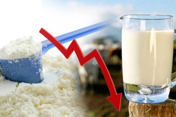 பால் மா விலை குறைப்பு குறித்து வெளியான புதிய தகவல்