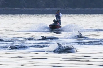 டால்ஃபின்களை பின்தொடர்ந்த கனடா நபருக்கு விதிக்கப்பட்ட தண்டனை
