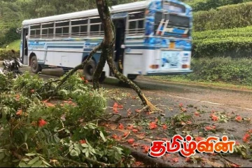 நுவரெலியாவில் மரக்கிளை முறிந்து விழுந்து போக்குவரத்து பாதிப்பு