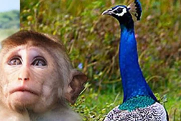 රිලවුන් පමණක් නොව මොනරුත් රට යයි ද?.