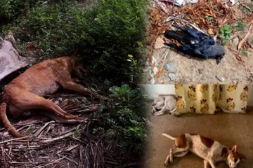 மன்னார் கிராம பகுதியொன்றில் வளர்ப்பு நாய்கள் மர்மமான முறையில் உயிரிழப்பு