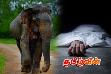 ஒரே நாளில் இருவர் யானைகள் தாக்கி பரிதாபச் சாவு