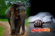 ஒரே நாளில் இருவர் யானைகள் தாக்கி பரிதாபச் சாவு
