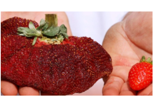 இஸ்ரேலில் விளைந்த உலகின் பெரிய ஸ்ட்ராபெர்ரி பழம் - கின்னஸ் சாதனை படைத்தது - ஆச்சரியத் தகவல் | Israel Strawberry Fruit Guinness World Record