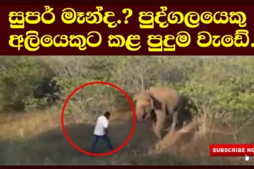සුපර් මෑන්ද..? පුද්ගලයෙකු අලියෙකු සමග කළ පුදුම සහගත වැඩේ මෙන්න..( VIDEO)