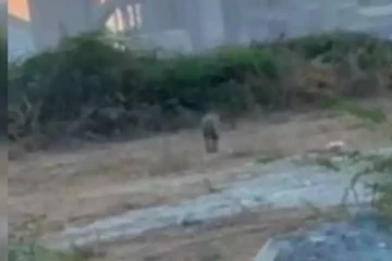 திருநெல்வேலியில் உலா வரும் சிங்கம்? கடும் பீதியில் மக்கள்