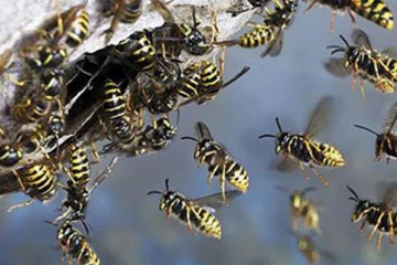 புதுக்குடியிருப்பில் குளவி கொட்டிற்கு இலக்கான மூவர் மருத்துவமனையில்..!