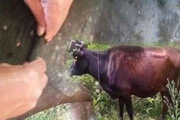 மத்திய மாகாணத்திலும் கால்நடைகளுக்கு தோல் நோய்: கட்டுப்படுத்த நடவடிக்கை(Video)