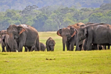 நாட்டிலுள்ள யானைகள் தொடர்பில் எடுக்கப்பட்டுள்ள நடவடிக்கை