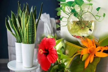 எந்த தாவரங்கள் வீட்டிற்கு அதிஷ்டத்தை கொடுக்கும்? கட்டாயம் தெரிஞ்சிக்கோங்க