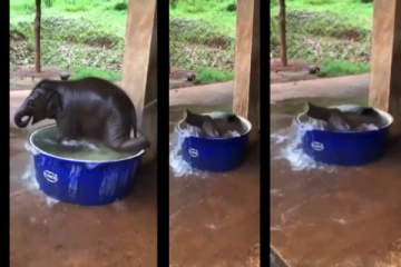 என்ன வெயிலு.... தண்ணீர் தொட்டியில் ஆனந்த குளியல் போட்ட குட்டி யானை - க்யூட் வீடியோ!