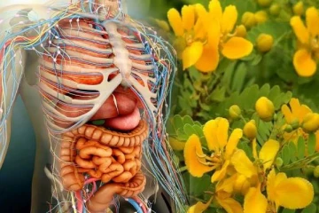 அத்தனை நோயையும் விரட்டும் ஆவாரம் பூக்கள்... டீயில் போட்டு குடிக்கலாமா?