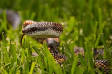 பாம்பு நுழைந்ததால் 16,000 குடும்பங்கள் மின்சாரமின்றி தவிப்பு!