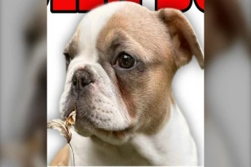 ரொறன்ரோவில் நாய்க் குட்டியை தேடி வரும் பொலிஸார்!