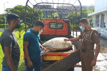 காவல்துறையின் அதிரடி நடவடிக்கை! யாழில் சிக்கிய 300 கிலோ எடையுடைய ஆமை (படங்கள்)