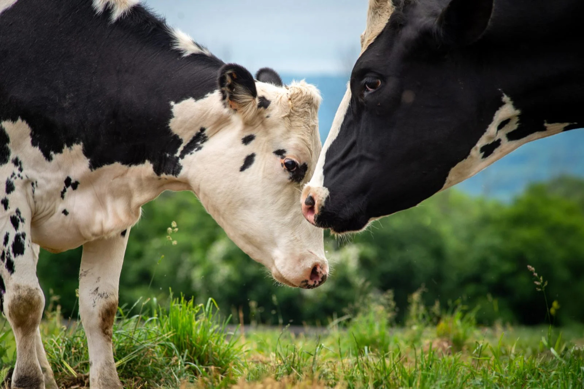 வாஸ்து: தவறியும் இந்த 5 பொருட்களை மிதித்து விடாதீர்கள்.. தோஷம் உண்டாகுமாம் | 5 Vastu Things We Shouldnt Step On வாஸ்து: தவறியும் இந்த 5 பொருட்களை மிதித்து விடாதீர்கள்.. தோஷம் உண்டாகுமாம் | 5 Vastu Things We Shouldnt Step On