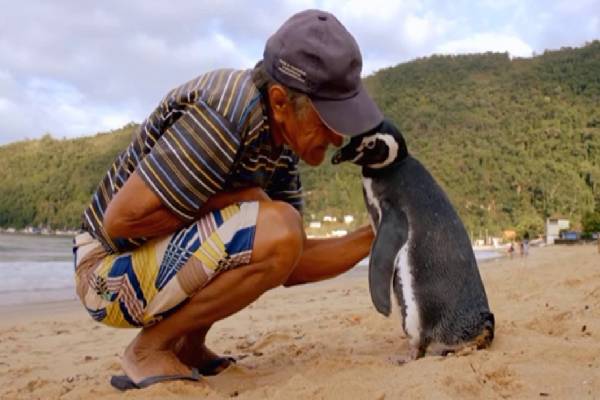 உயிரை காப்பாற்றிய நபருக்காக 5000 மைல் தனியாக வந்த பென்குயின்! வியப்பூட்டும் உண்மை சம்பவம் | Penguin Swims 5000 Miles Every Year To See Old Man