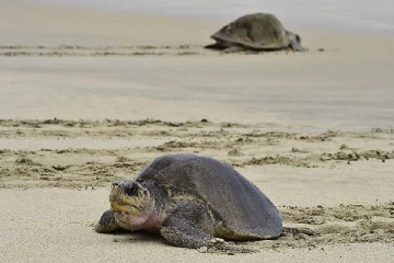 இலங்கையின் மேற்கு பகுதிகளில் கரையொதுங்கும் ஆமை சடலங்கள்
