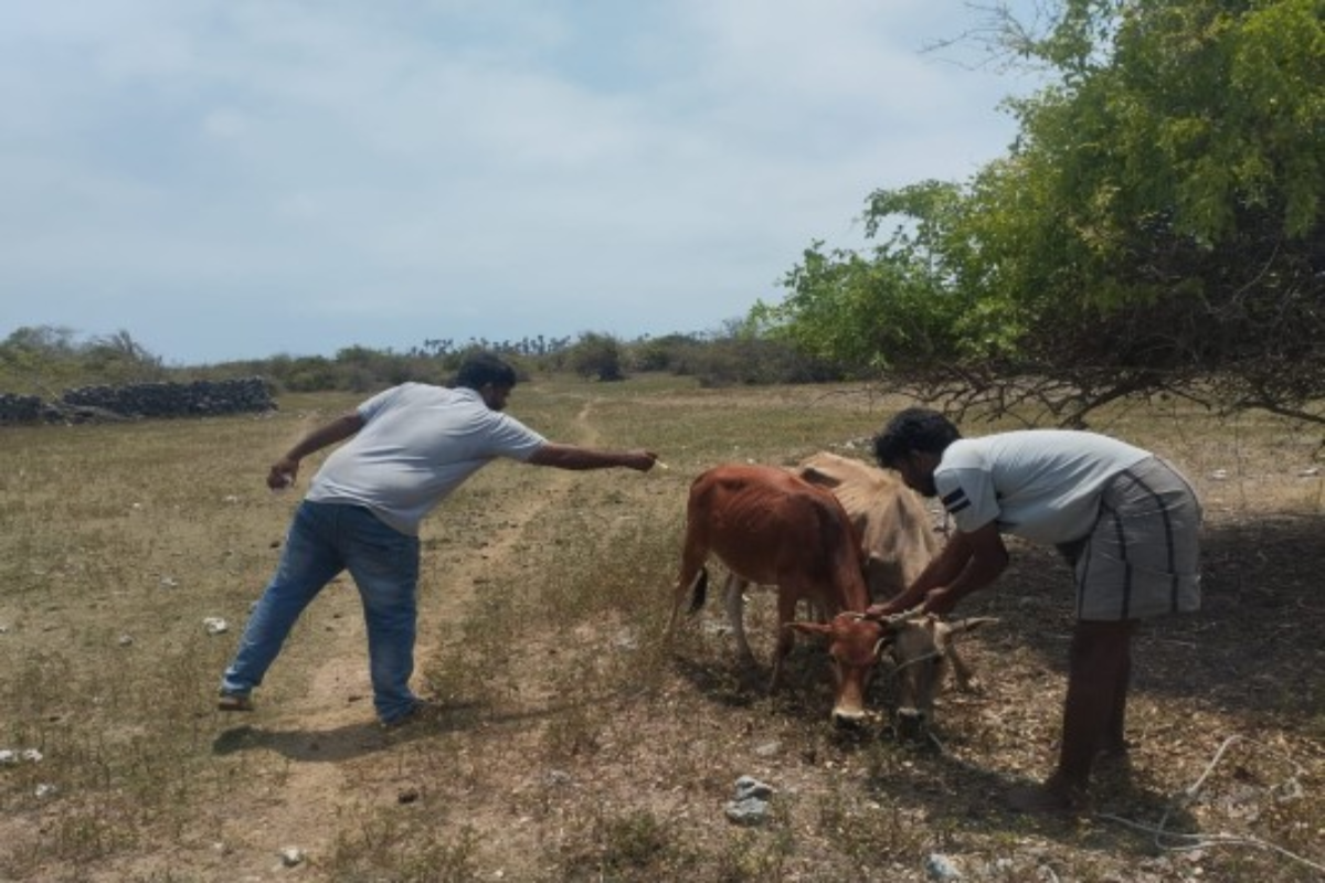 யாழில் கால்நடைகளை வளர்ப்போரின் கவனத்திற்கு ; விடுக்கப்பட்டுள்ள எச்சரிக்கை | Warning Issued To Livestock Owners In Jaffna